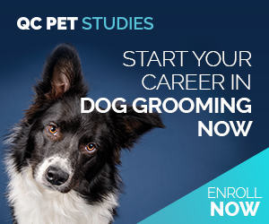 QC Online Dog Grooming School